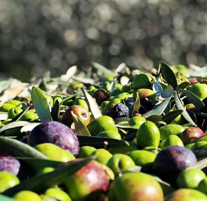 L’olio extravergine di oliva un valido alleato contro l'alzheimer